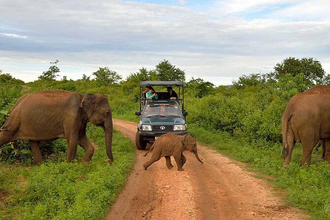 Best Wildlife Safaris in Sri Lanka