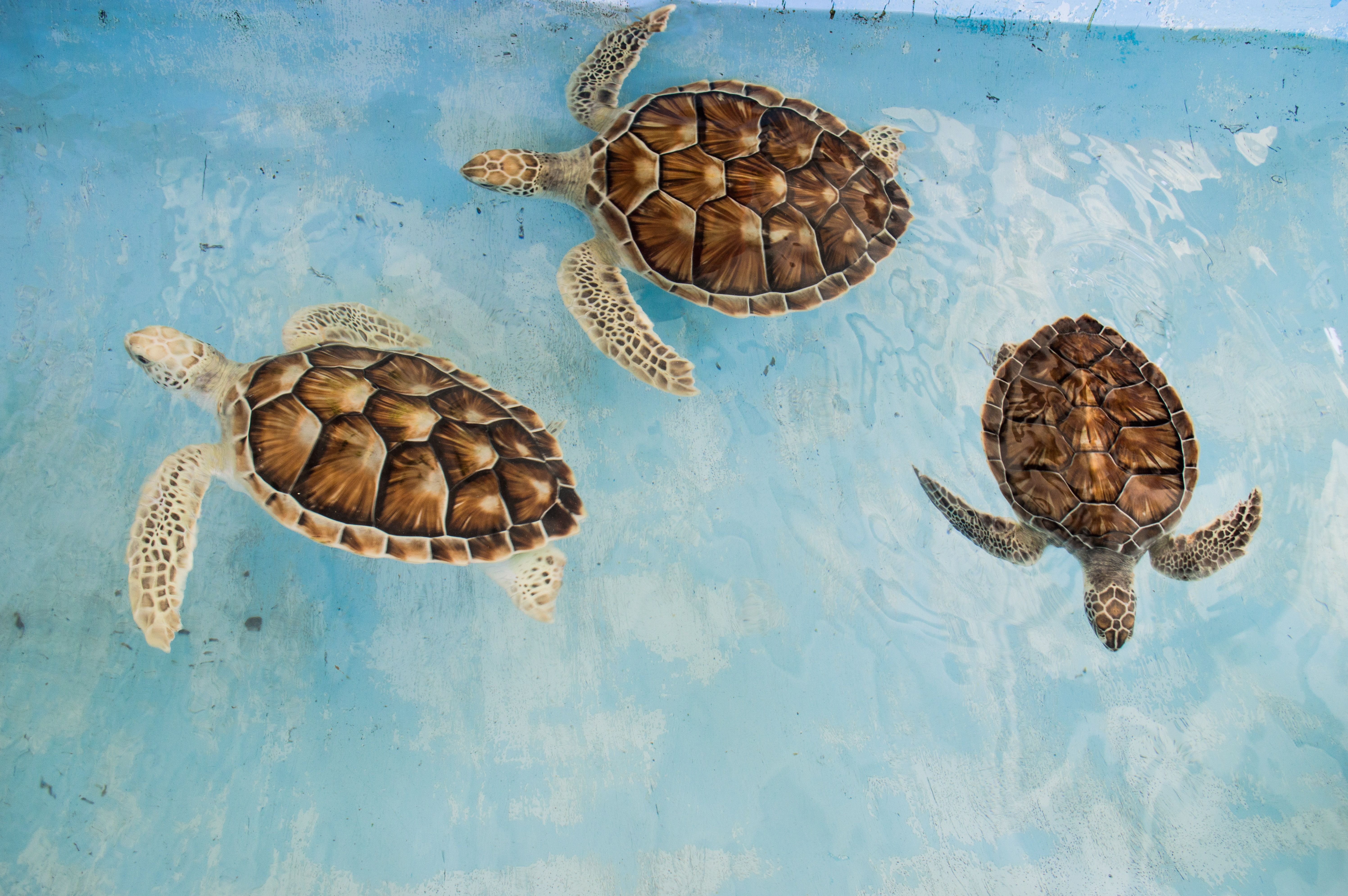 Baby turtle at a Galle turtle hatchery