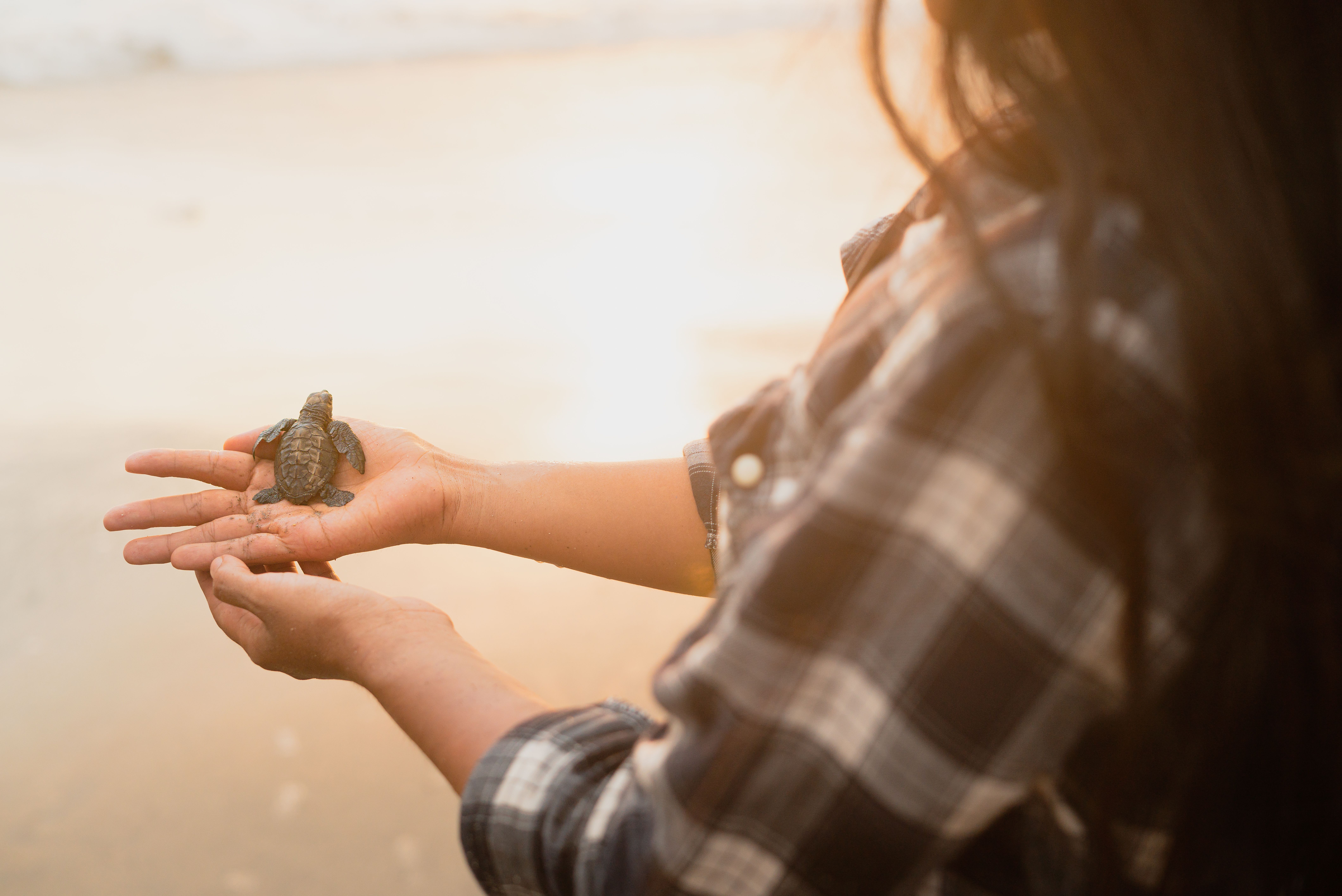 Turtle Hatchery
