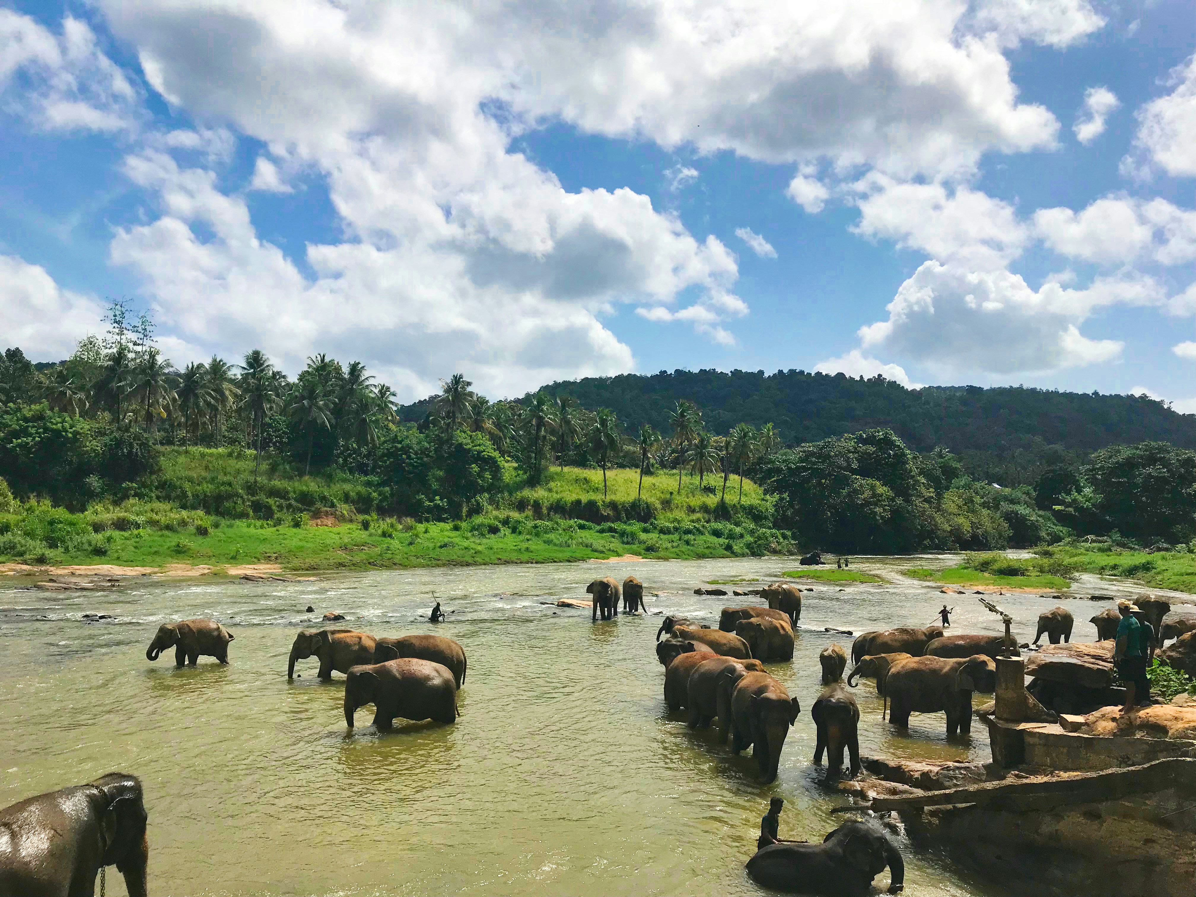 Hill Capital & Elephant Orphanage