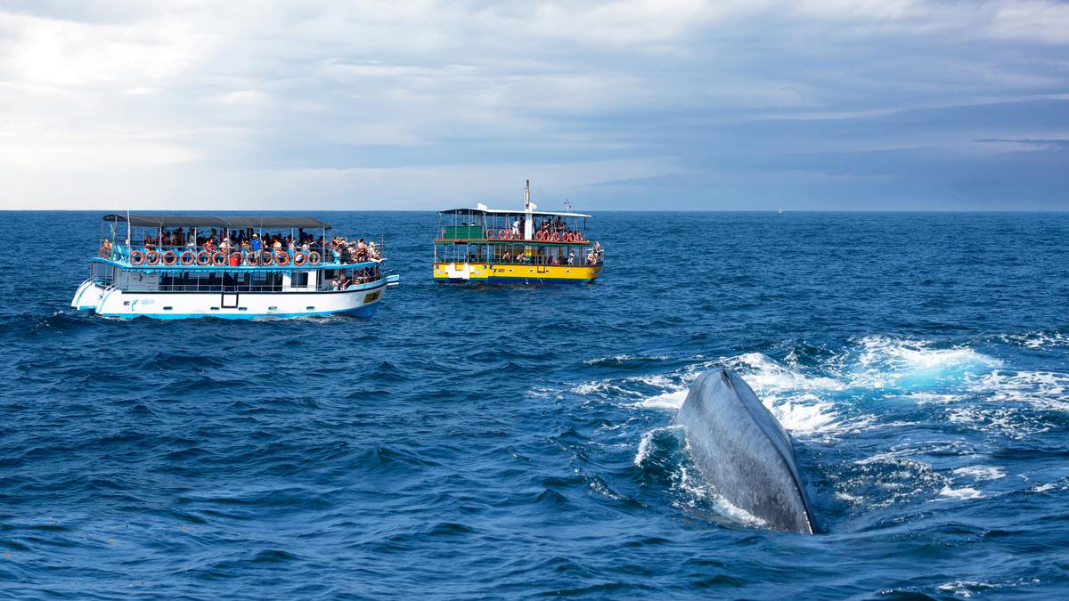 Whale Watching