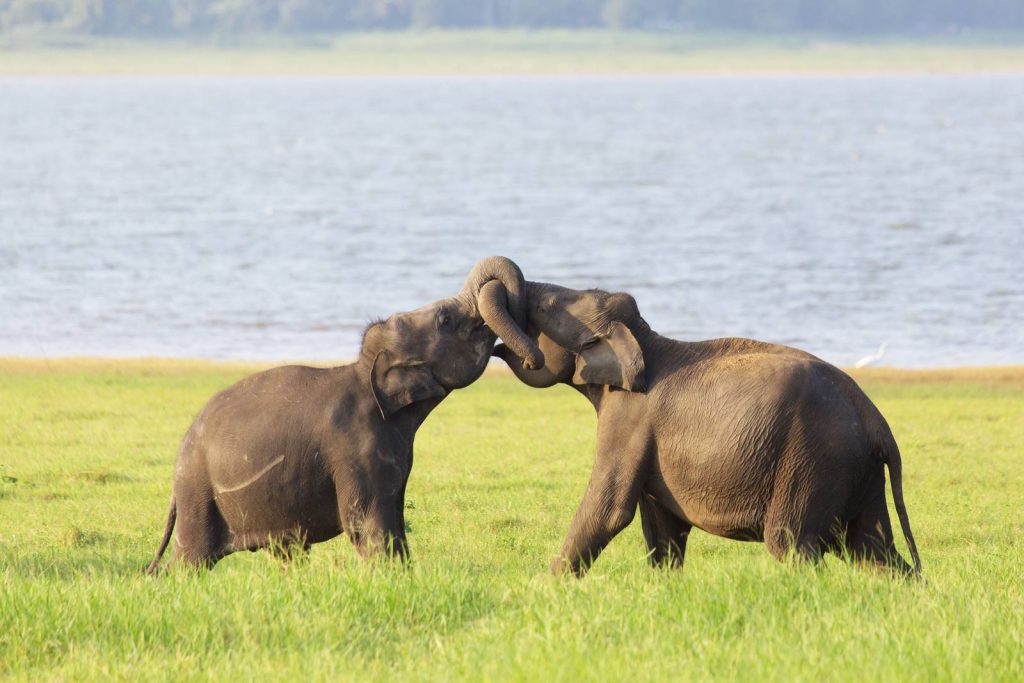 Elephant Haven