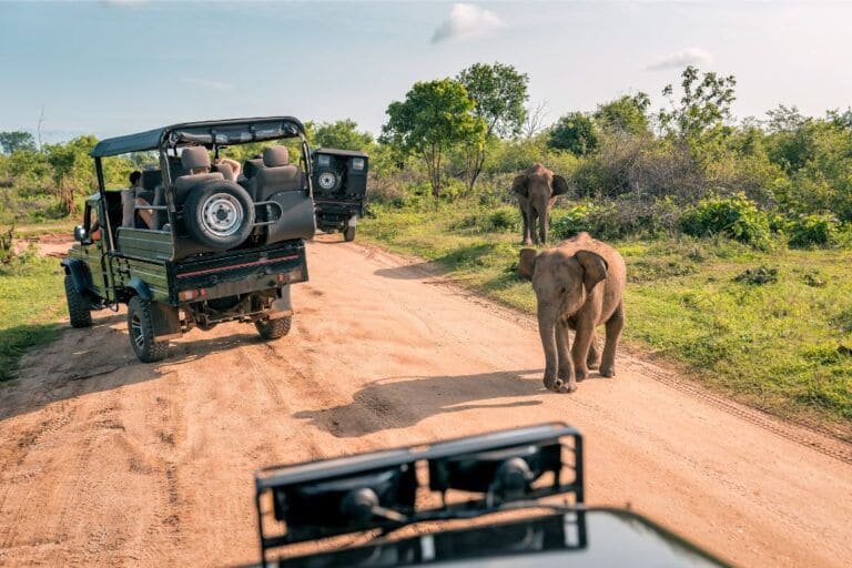 Elephant gathering at Minneriya reservoir