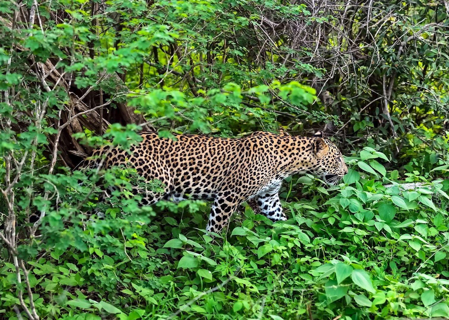 Leopard jeep safari in Yala