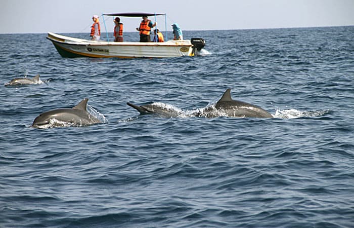 Whale watching in Mirissa