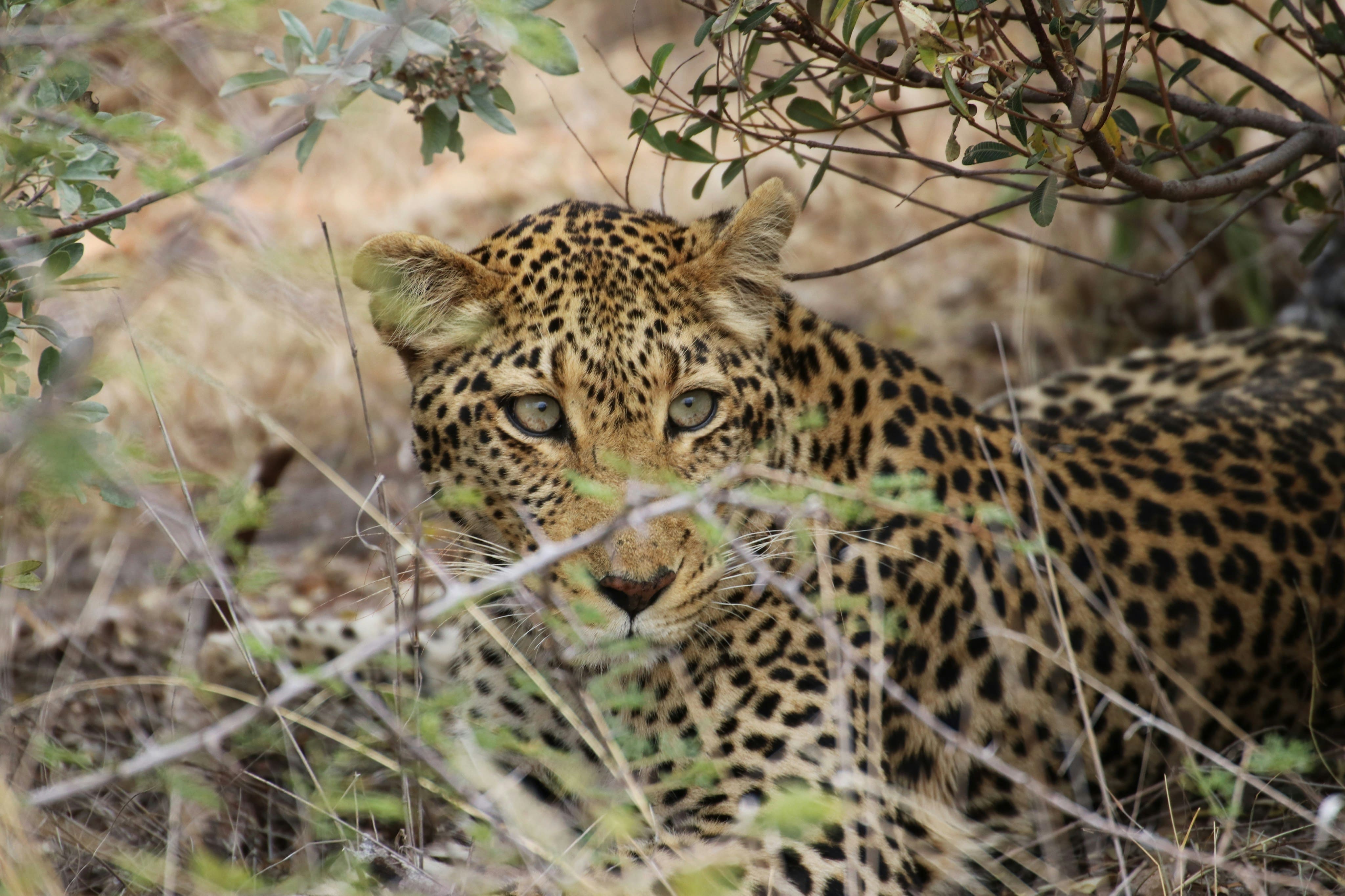 Afternoon game drive in Yala