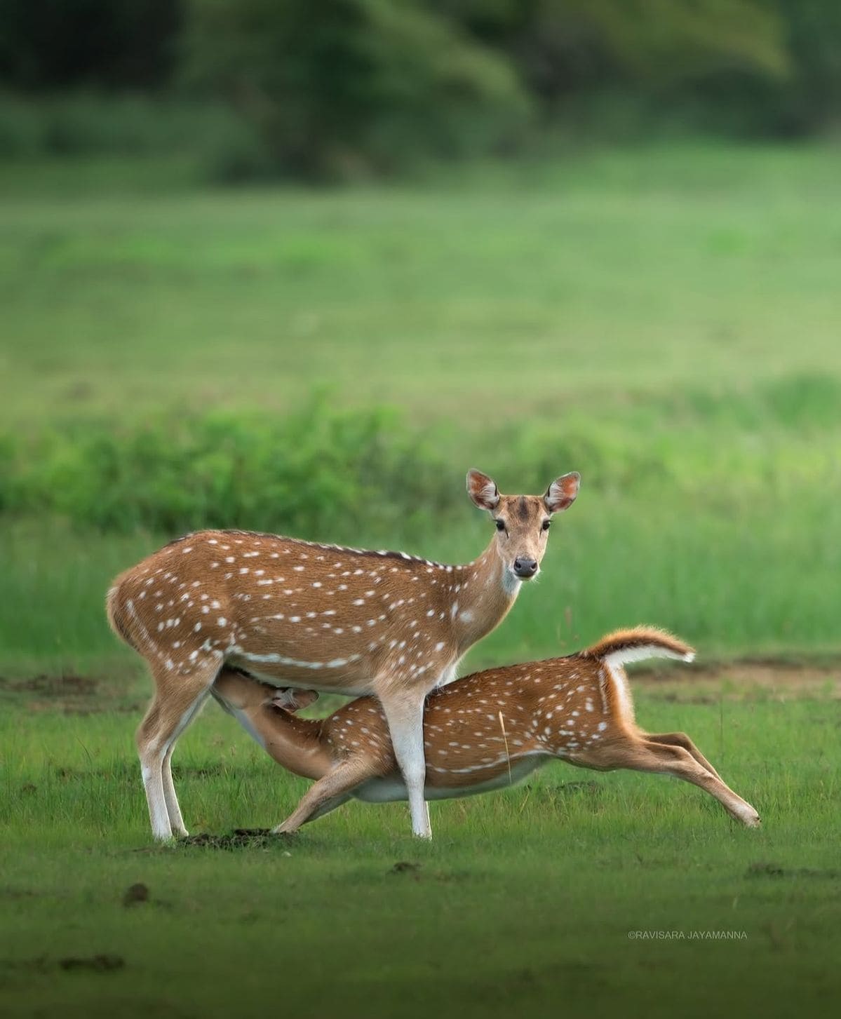 Final morning game drive in Yala