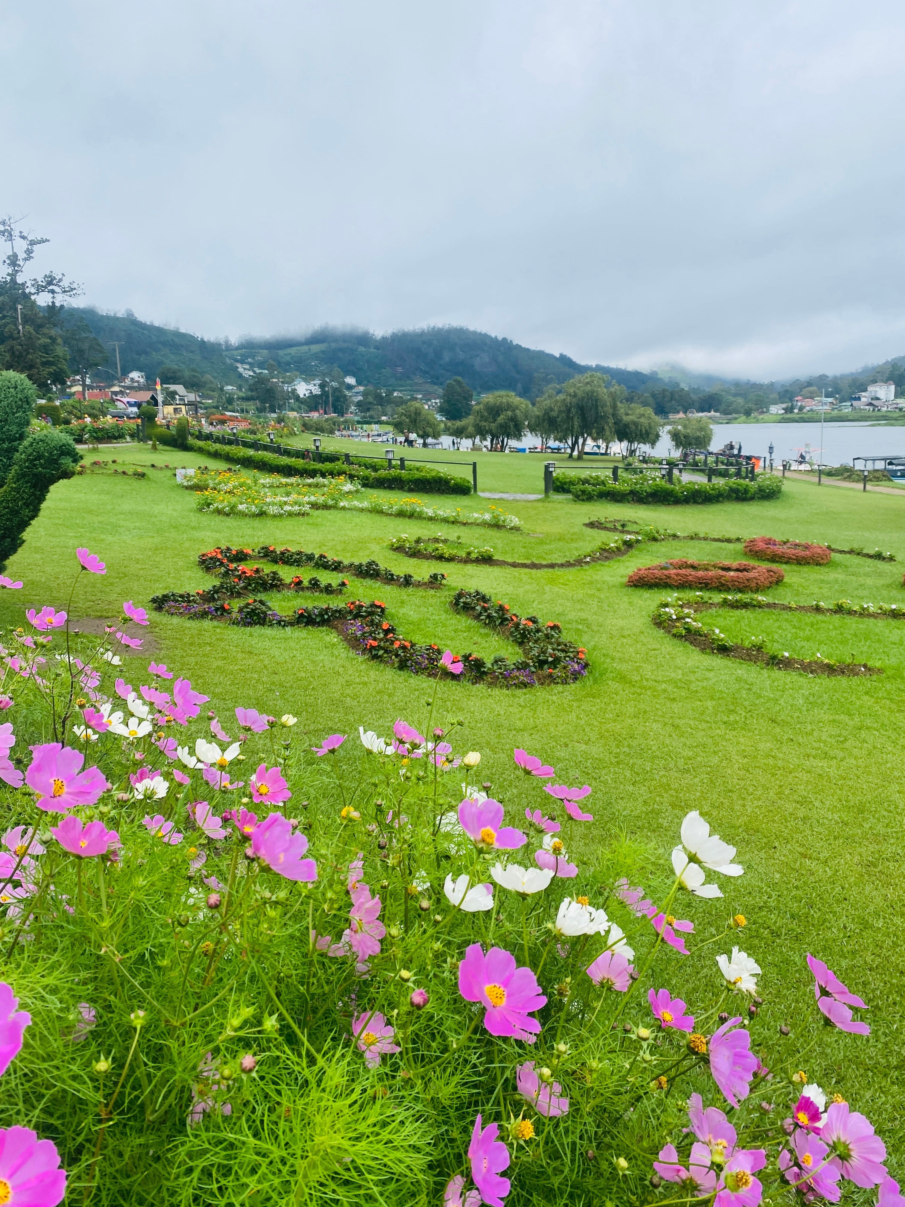 Tea plantation in Nuwara Eliya