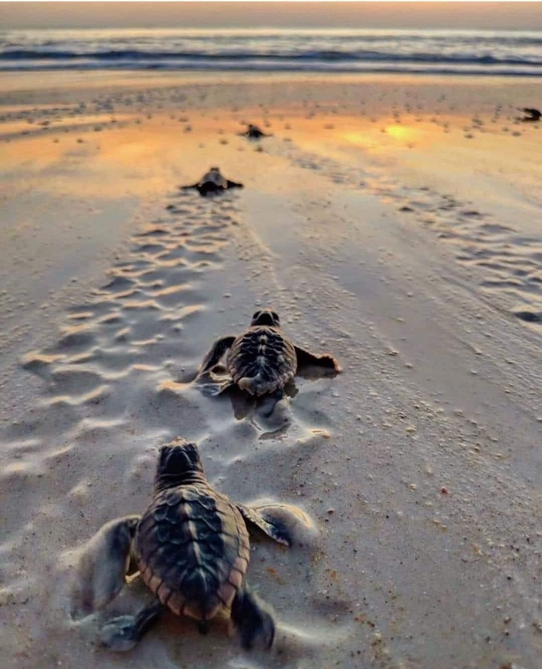 Sea turtle releasing at Bentota