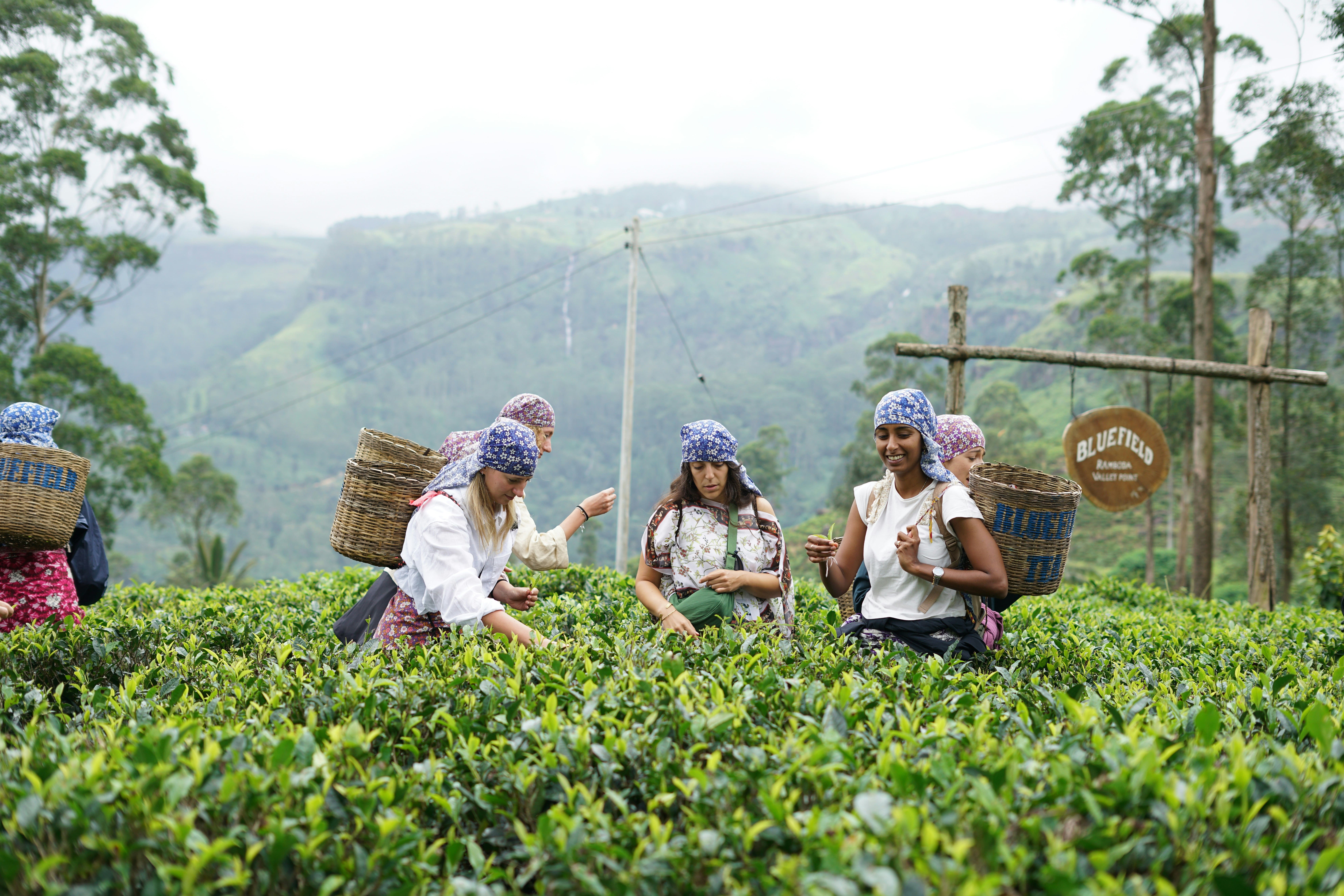 Tea factory in Nuwara Eliya