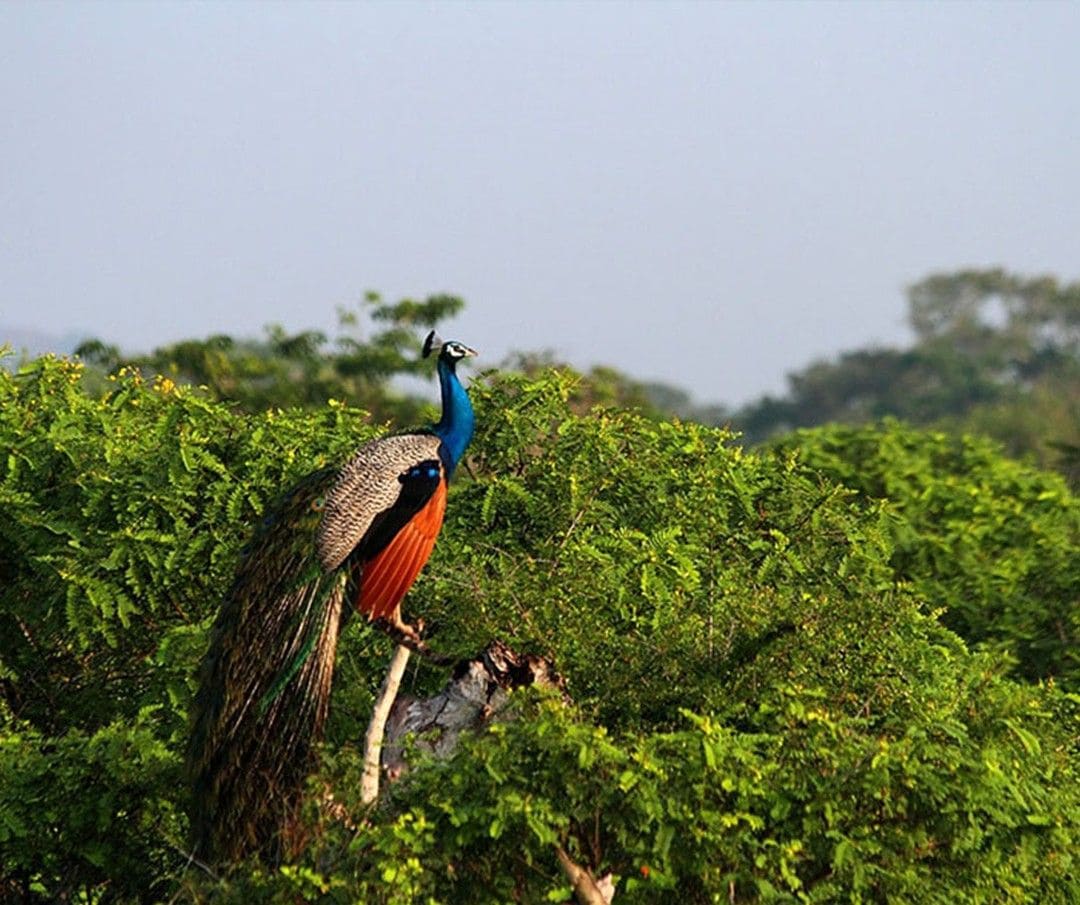 Wildlife of Gal Oya wilderness