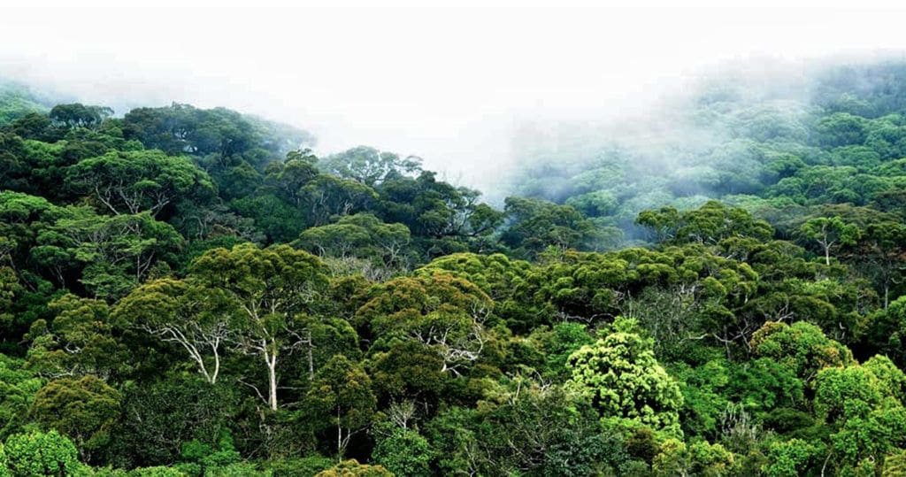 Endemic birds of Sinharaja