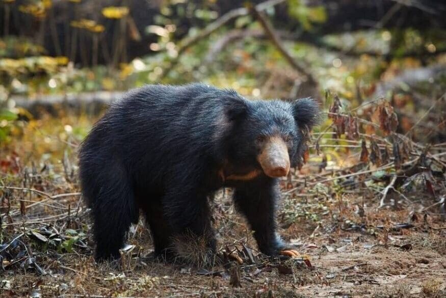 Sloth bear sighting in Wilpattu
